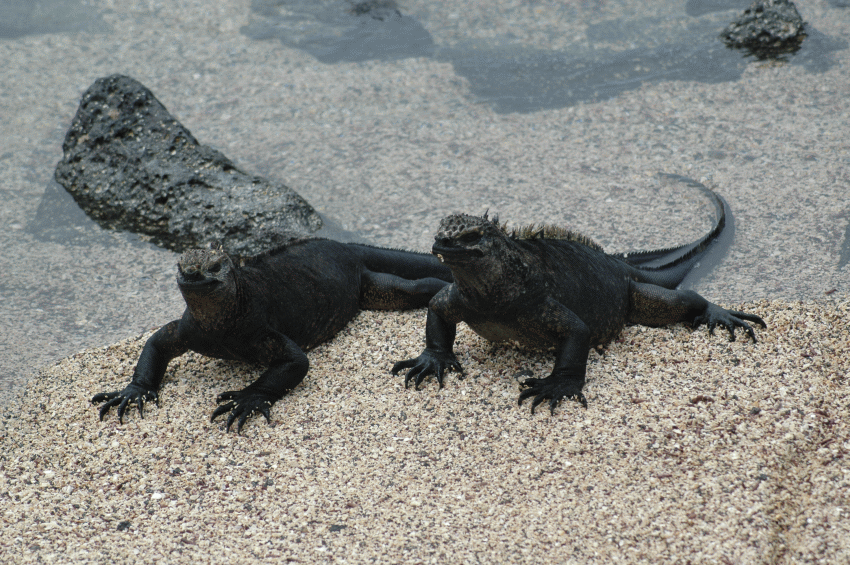 Ecuador Galápagos 2008 024