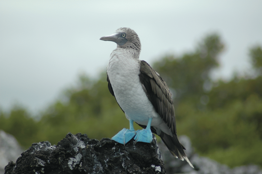 Ecuador Galápagos 2008 033