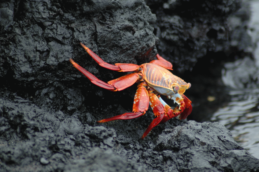 Ecuador Galápagos 2008 064