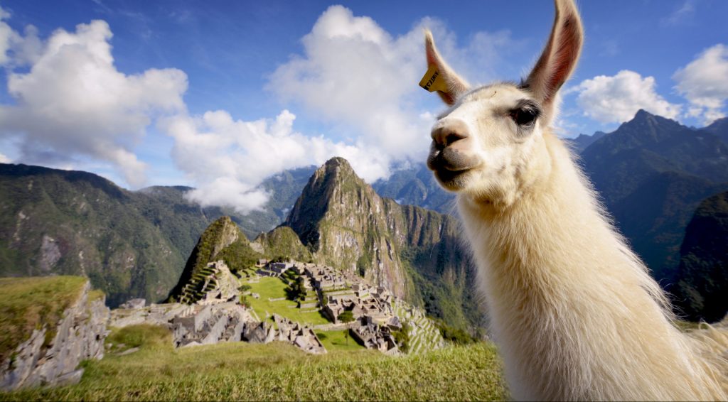 Llama in Machu Picchu, Peru