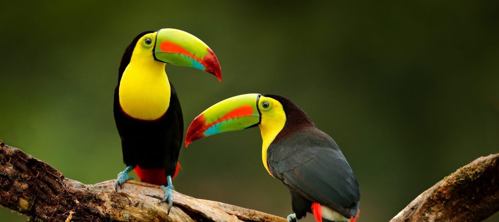 Tukane im Regenwald von Costa Rica