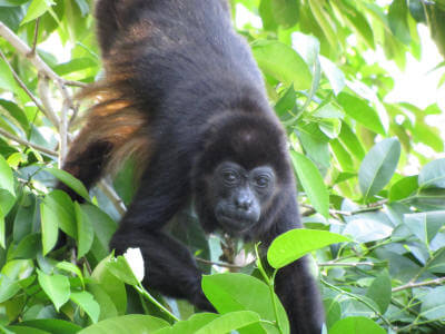 Costa Rica - Naturparks & Vulkane 3 Affe