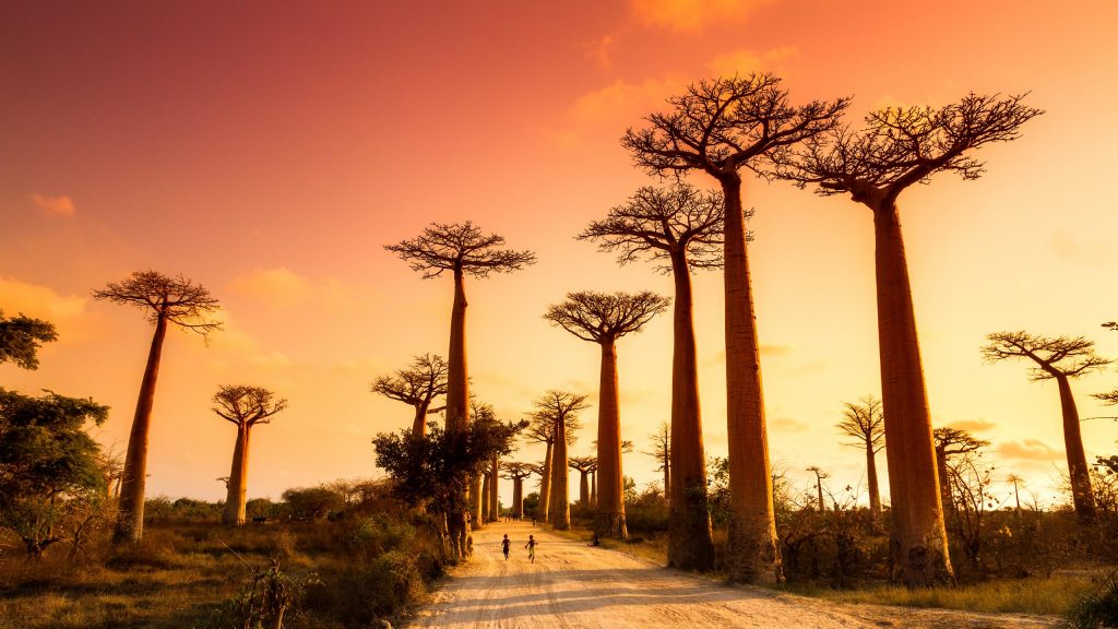 Beautiful Baobab trees Madagaskar