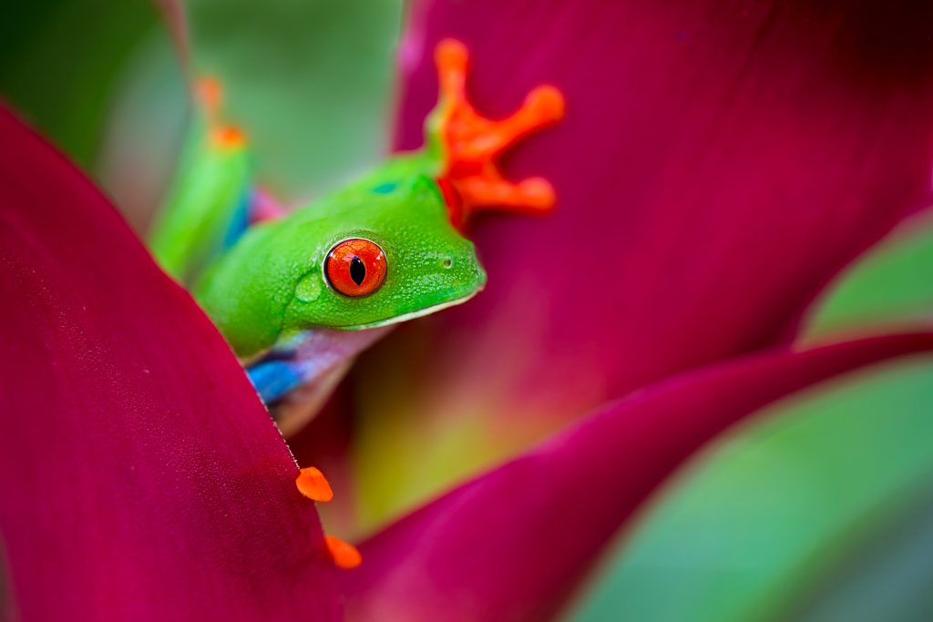 Rotaugiger Frosch im Urwald von Costa Rica