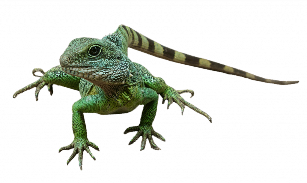 Startseite 6 Leguan