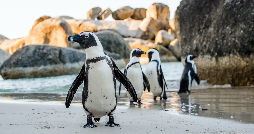 Fotogalerie Südafrika 7 Brillenpinguin, Kapstadt