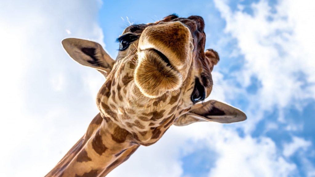 Fotogalerie Südafrika 3 Giraffe