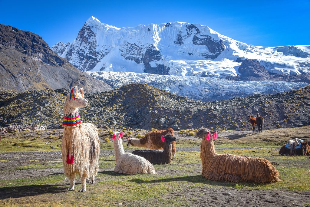 Llamas in Cordillera Vilcanota, Peru