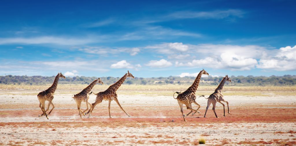 Etosha Nationalpark, Namibia