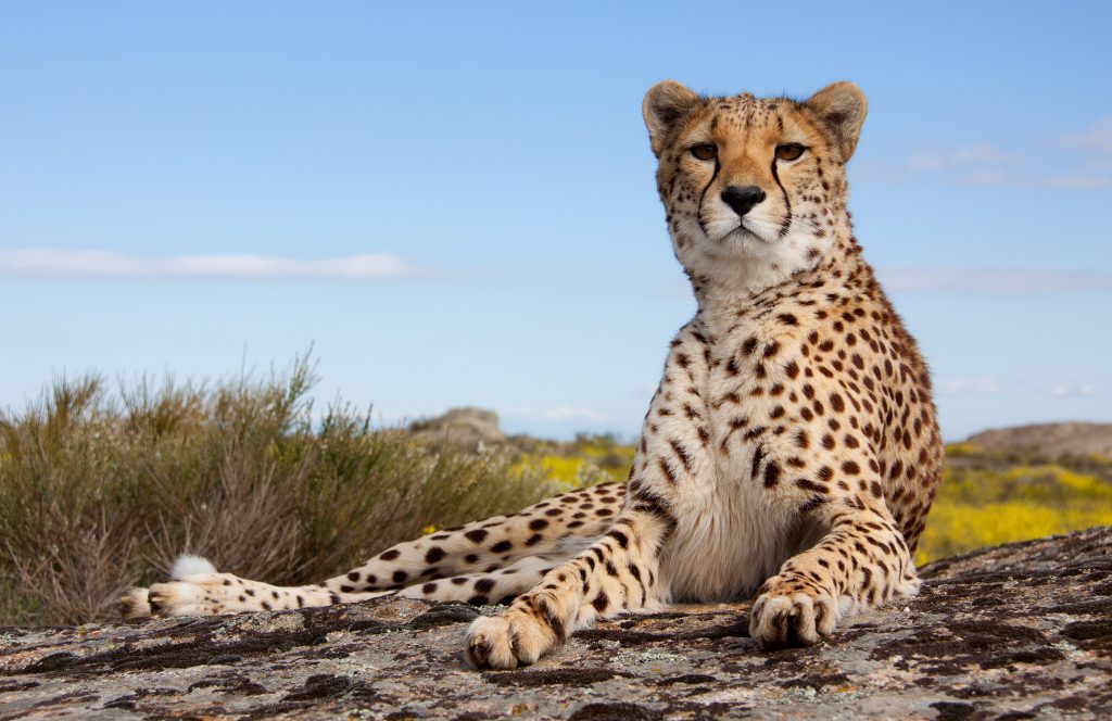 Fotogalerie Südafrika 12 Gepard