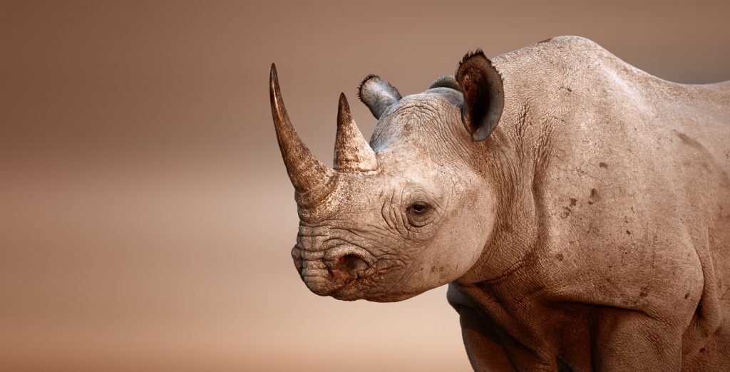 Fotogalerie Südafrika 8 Spitzmaulnashorn