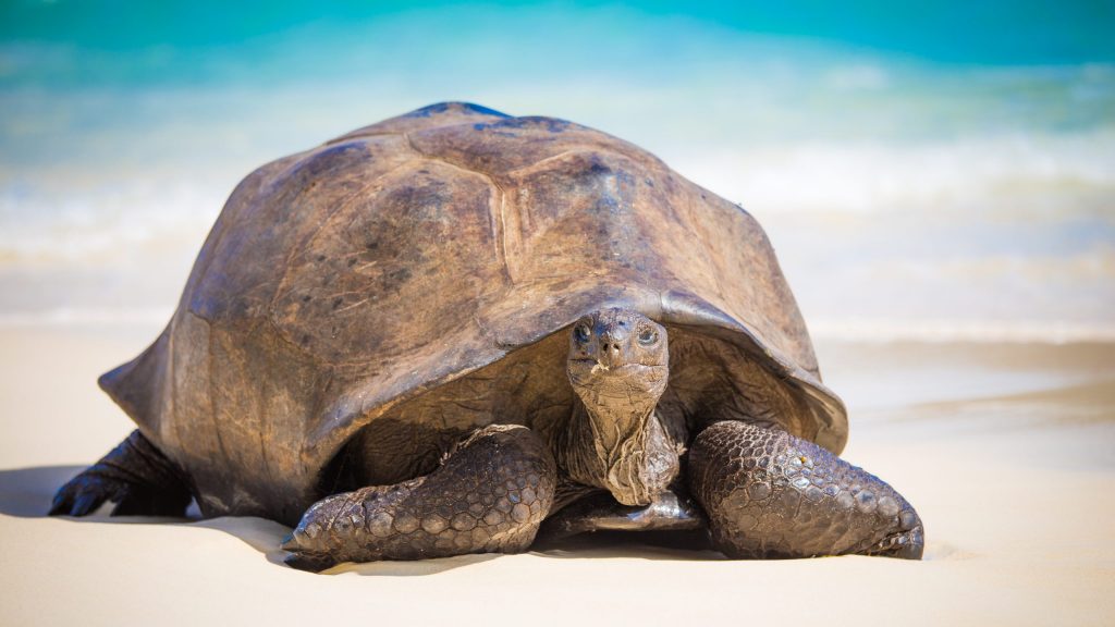 Riesenschildkröte Seychellen