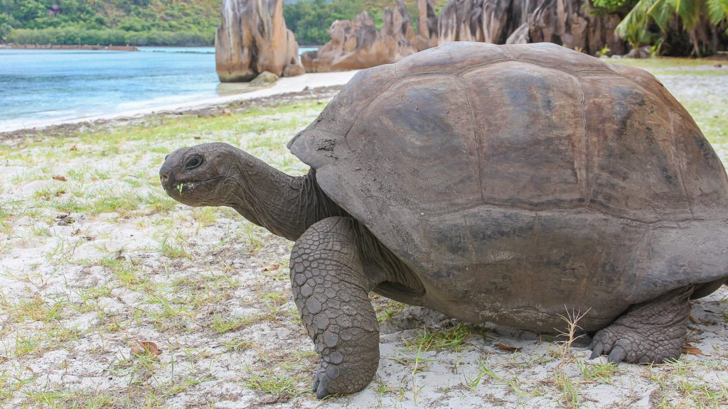 Riesenschildkröte auf Curieuse