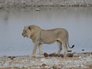 Südafrika & Namibia - Vom Kap der Guten Hoffnung zum Etosha-Park 20 image 34