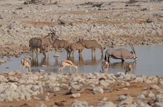 Südafrika & Namibia - Vom Kap der Guten Hoffnung zum Etosha-Park 21 image 35